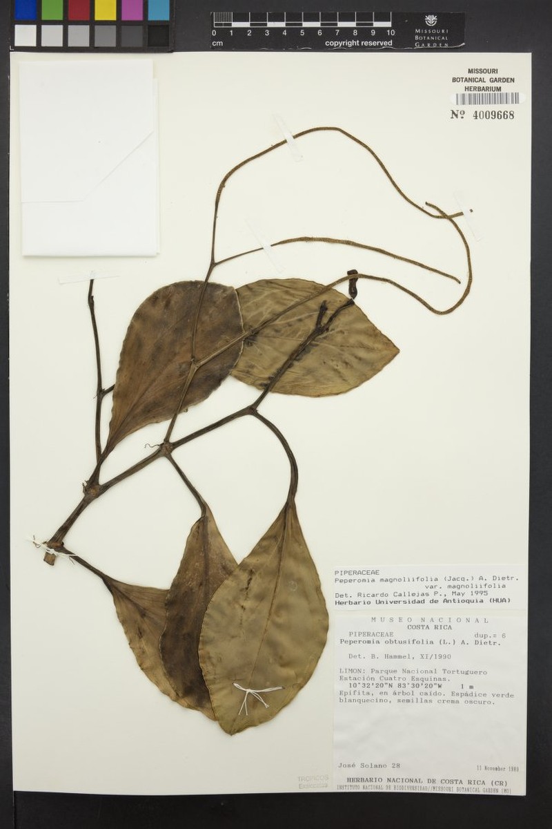 Peperomia magnoliifolia var. magnoliifolia photo 7
