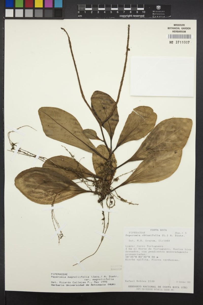 Peperomia magnoliifolia var. magnoliifolia photo 8