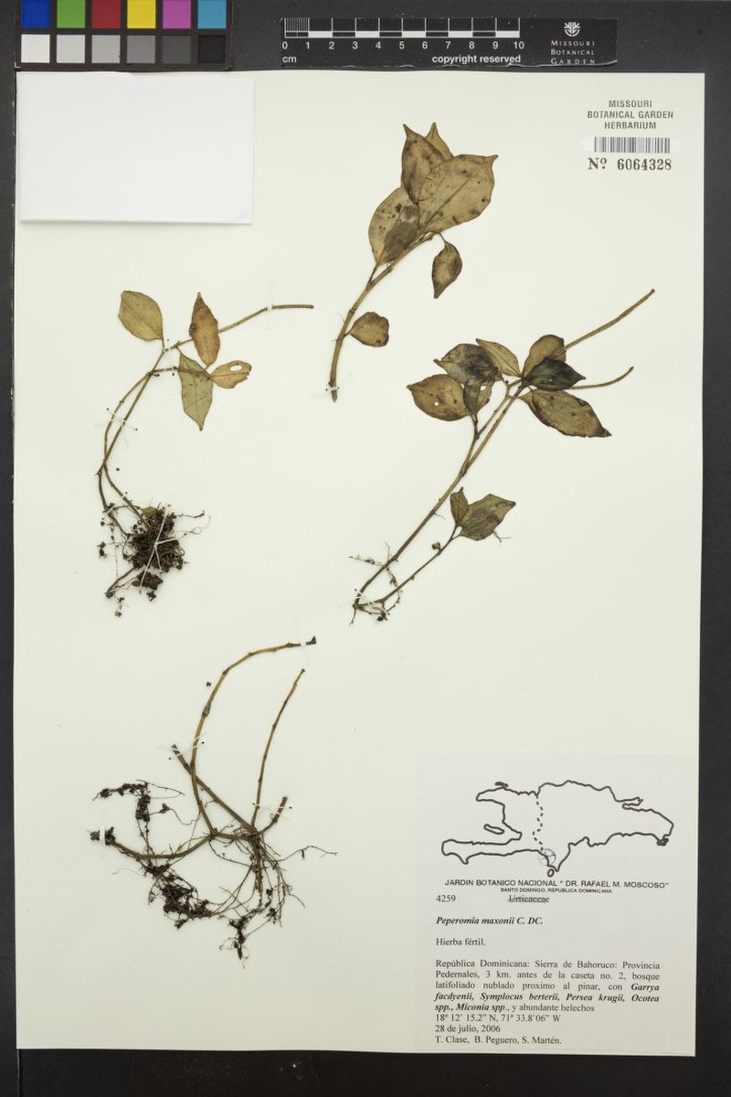 Maxon's Peperomia