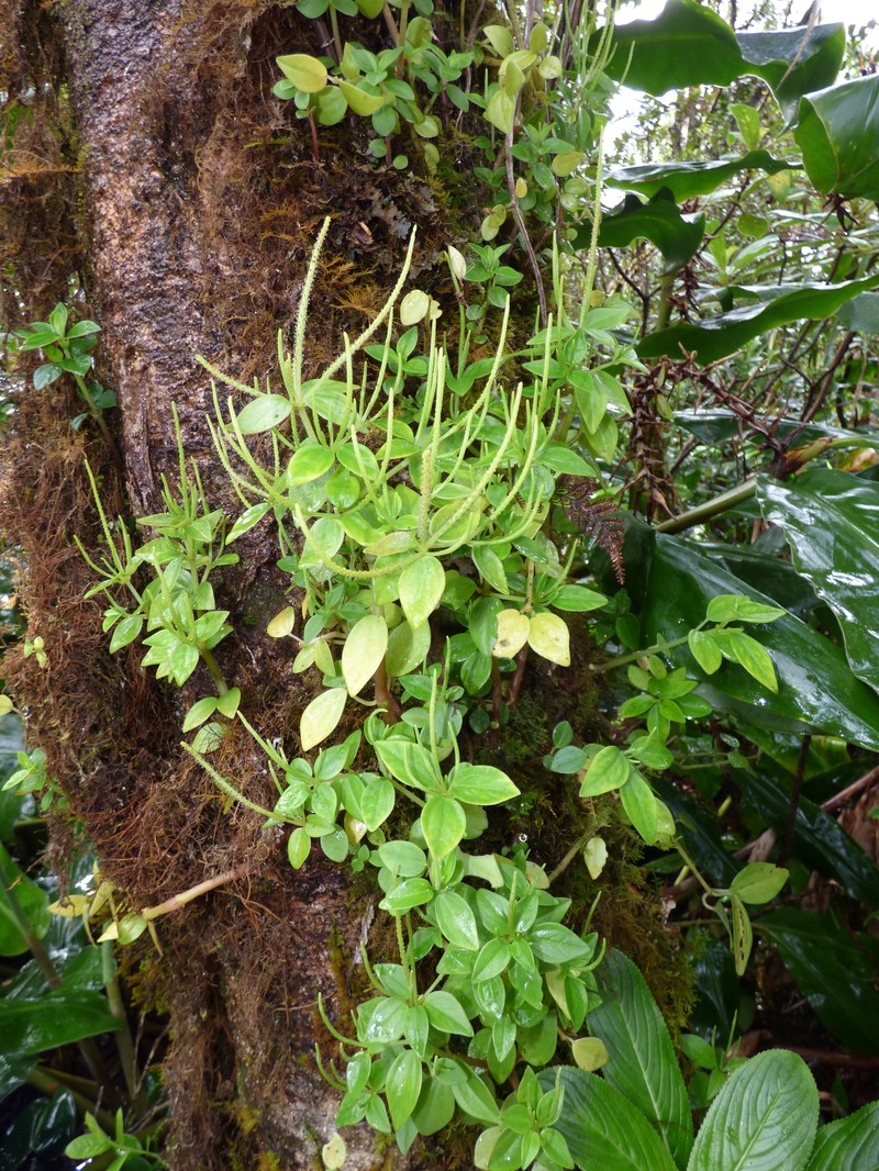 Woodland Peperomia photo 4