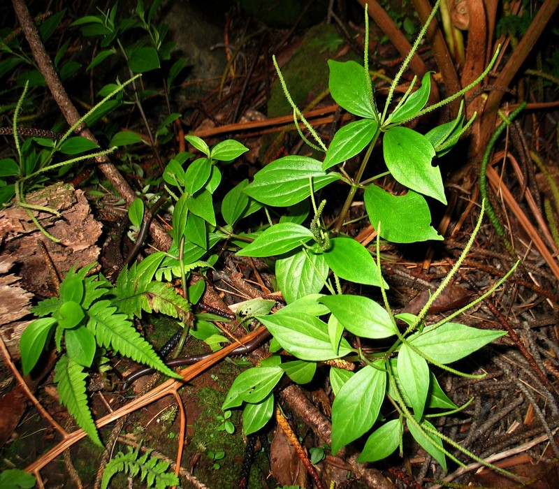 Woodland Peperomia