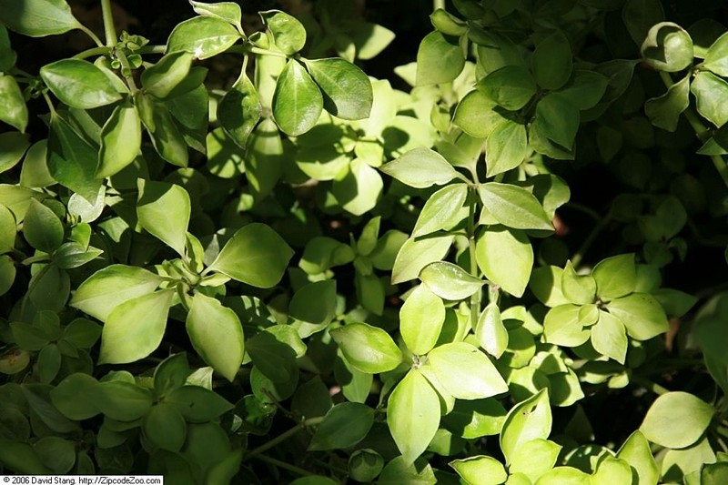 Woodland Peperomia photo 2