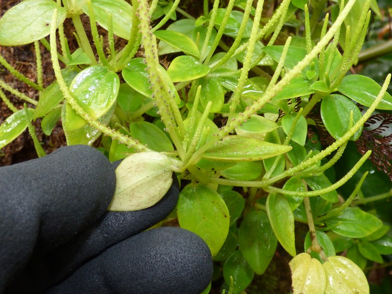 Woodland Peperomia photo 3