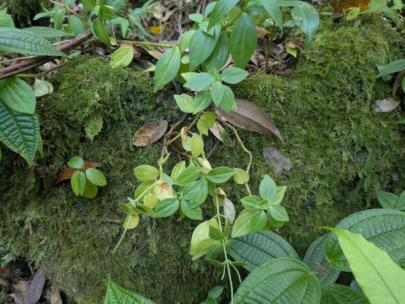 Woodland Peperomia