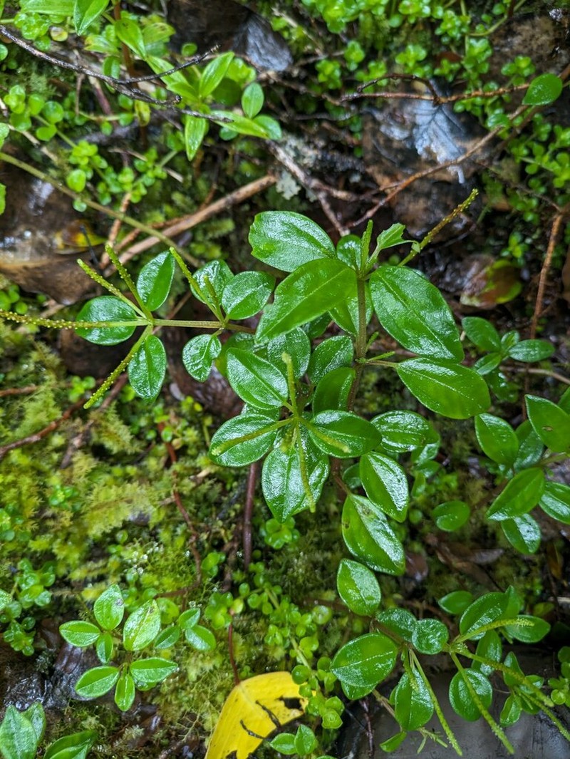 Woodland Peperomia photo 2