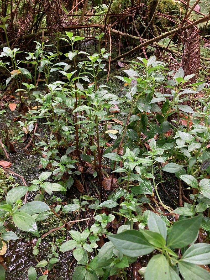 Woodland Peperomia photo 4