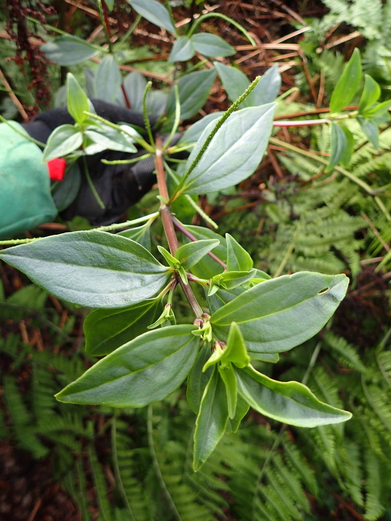 Woodland Peperomia photo 6