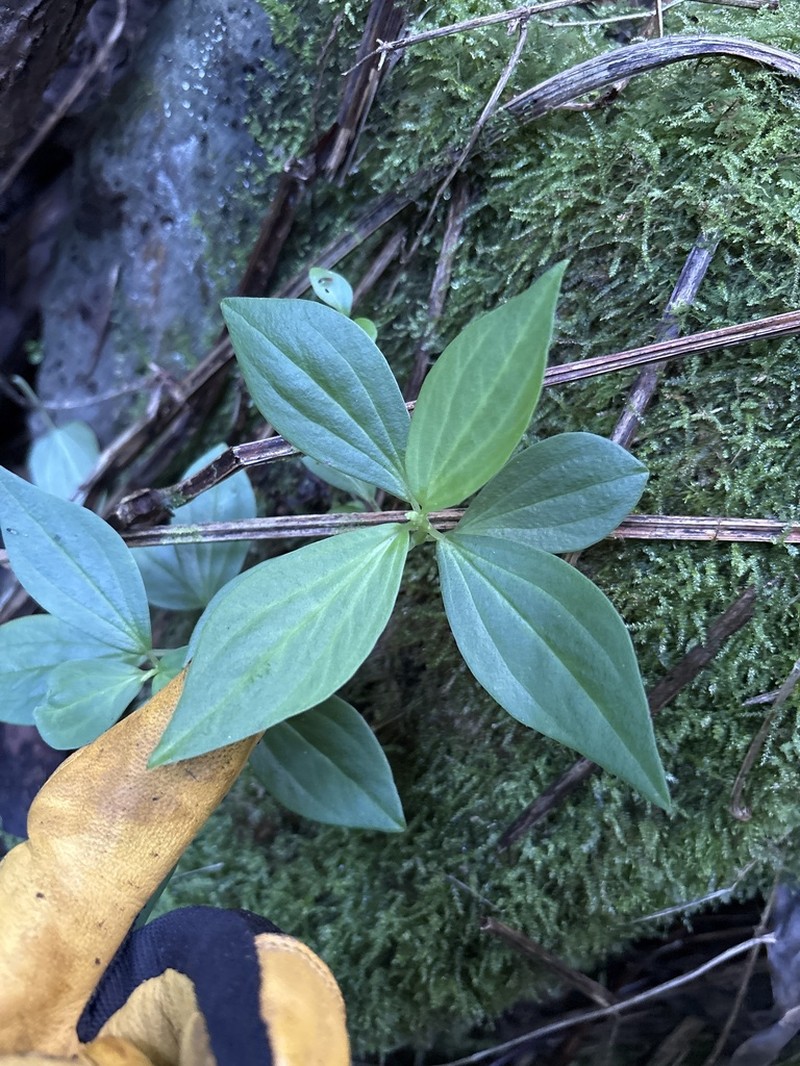 Woodland Peperomia photo 7