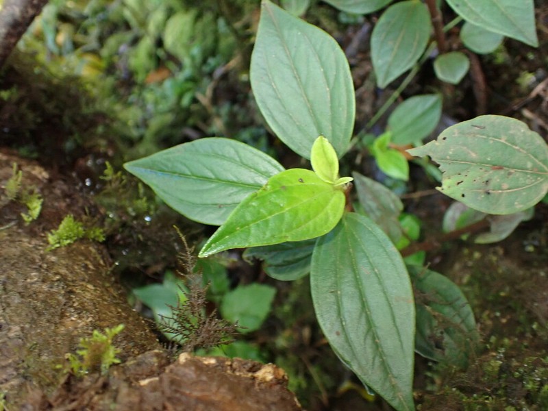 Woodland Peperomia photo 8