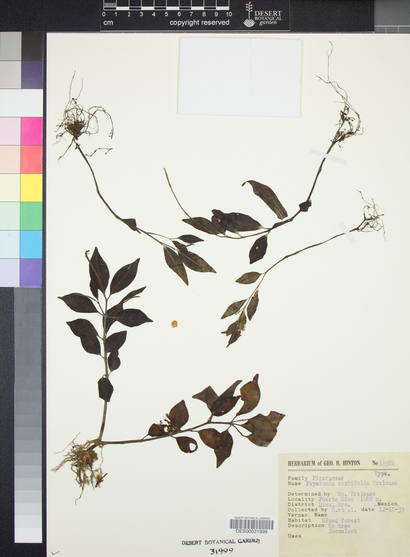 Peperomia mixtifolia