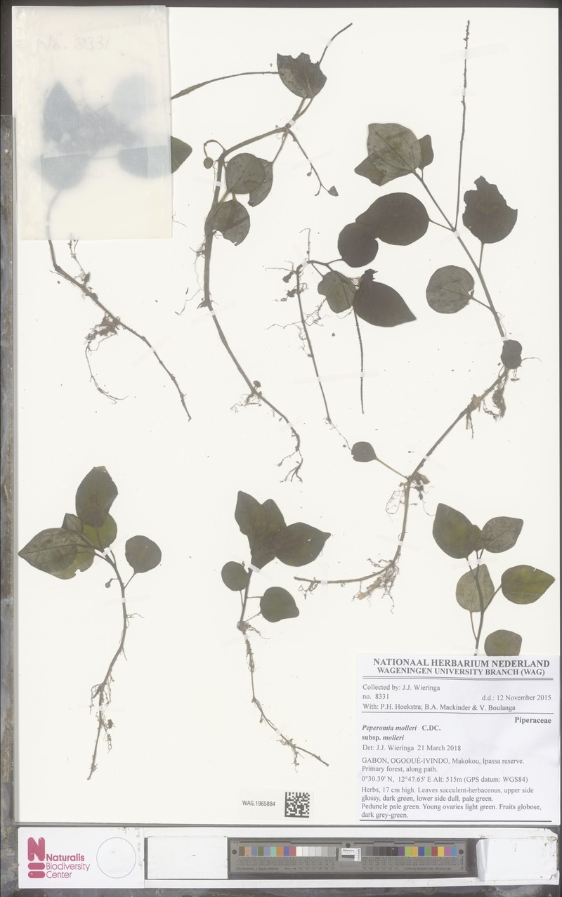 Peperomia molleri subsp. molleri