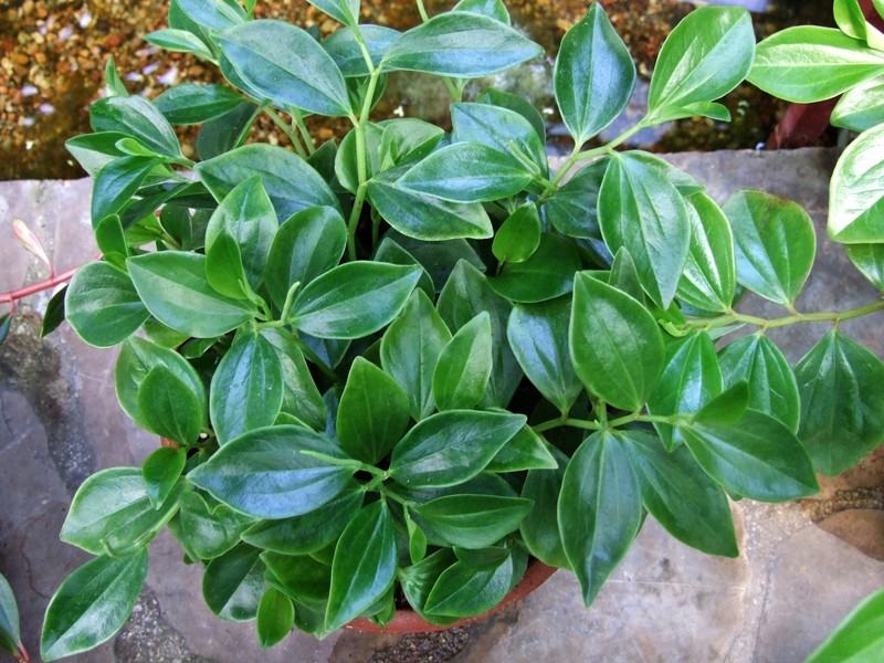 Myrtleleaf Peperomia