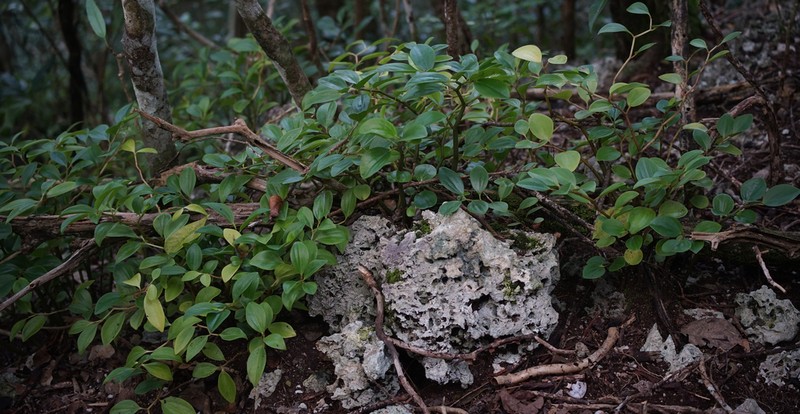 Myrtleleaf Peperomia
