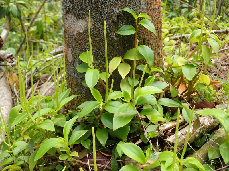Myrtleleaf Peperomia photo 2