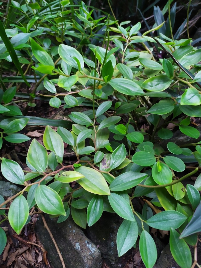 Myrtleleaf Peperomia photo 3
