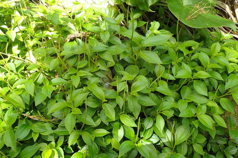 Myrtleleaf Peperomia photo 4