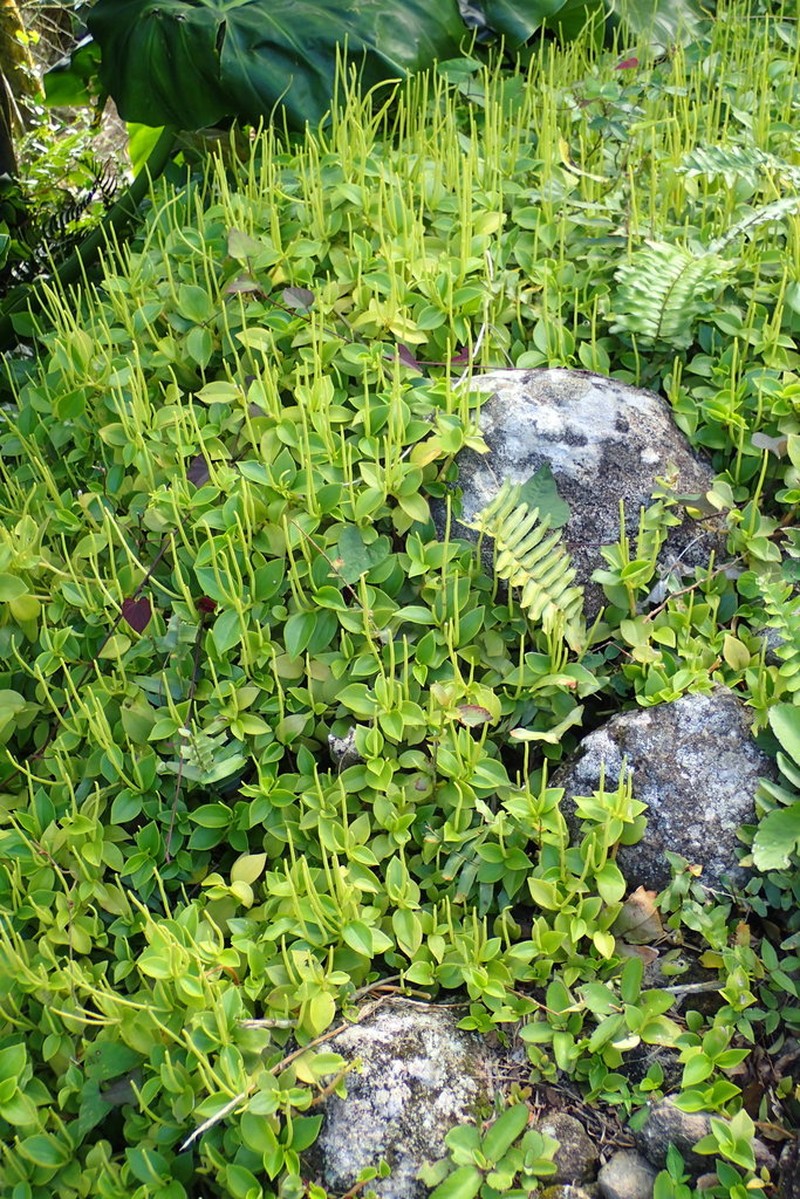 Myrtleleaf Peperomia photo 5