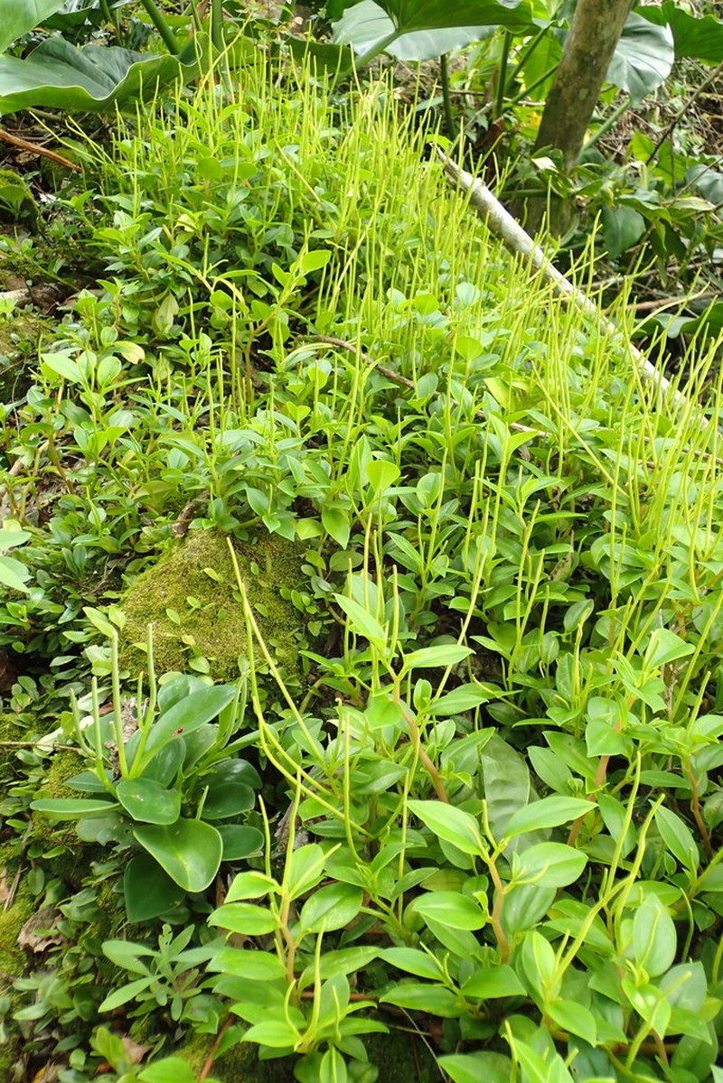 Myrtleleaf Peperomia photo 6