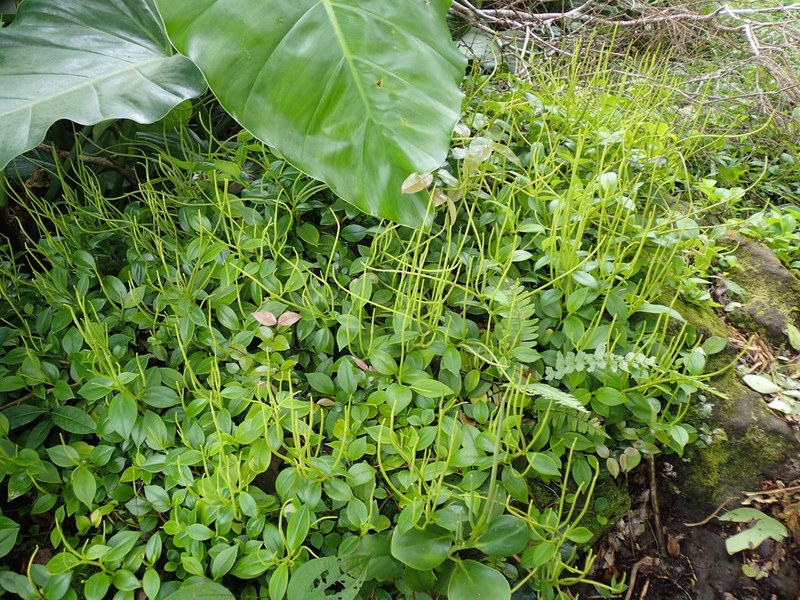 Myrtleleaf Peperomia photo 7