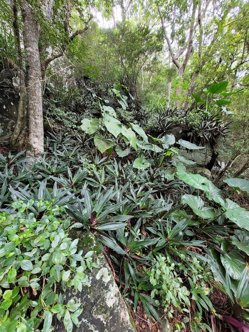 Myrtleleaf Peperomia photo 8