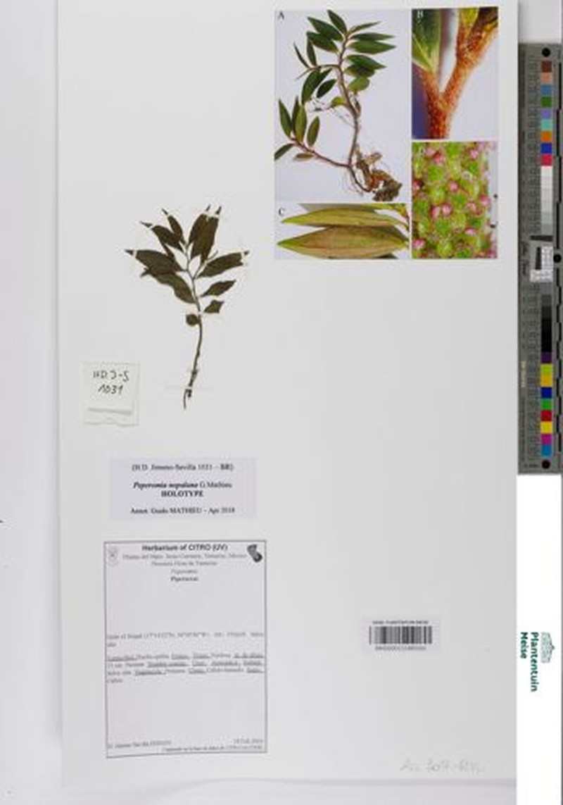 Peperomia nopalana