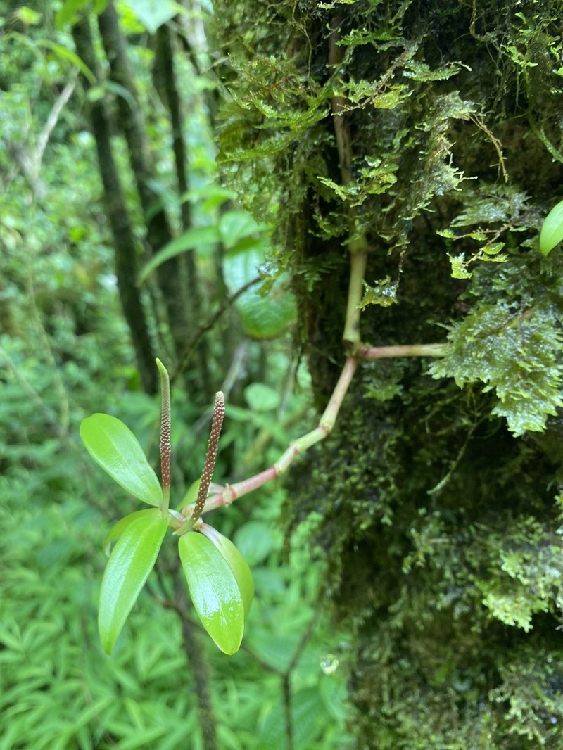 Oahu Peperomia
