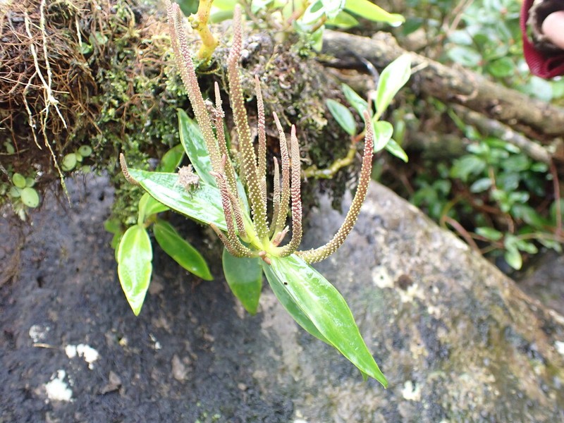 Oahu Peperomia photo 4
