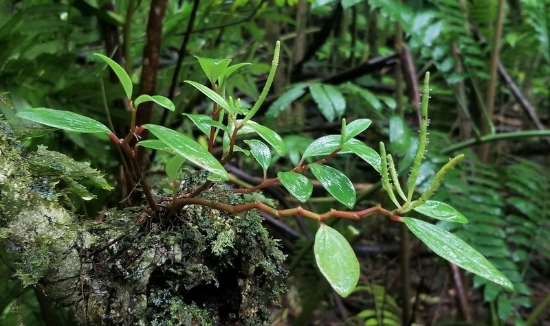 Oahu Peperomia photo 7
