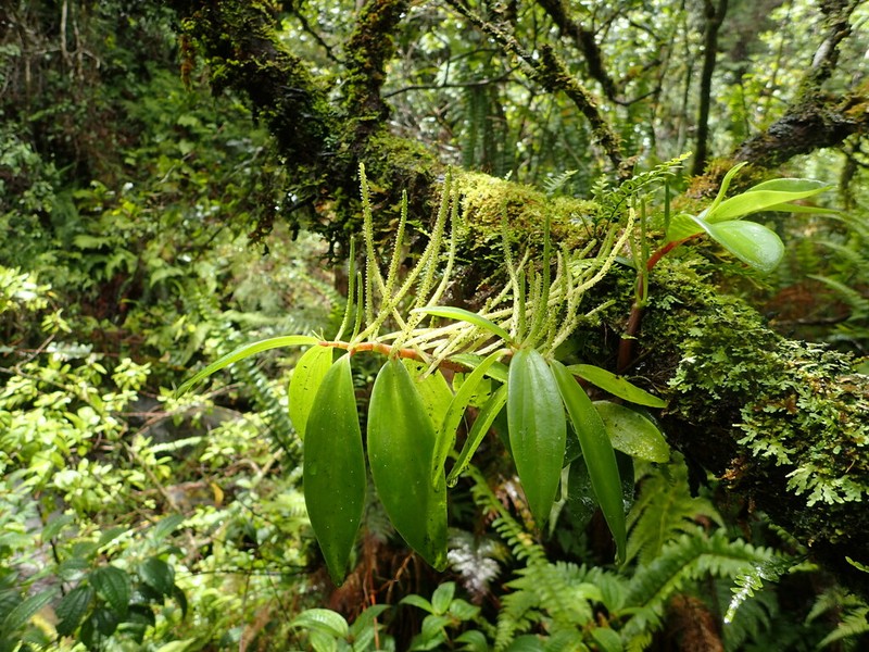 Oahu Peperomia photo 8