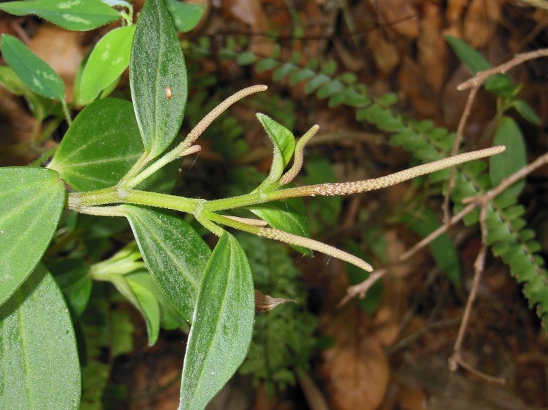 Peperomia obovalifolia photo 2