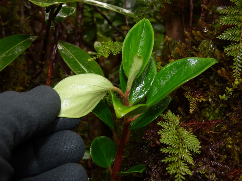 Graceful Peperomia photo 2