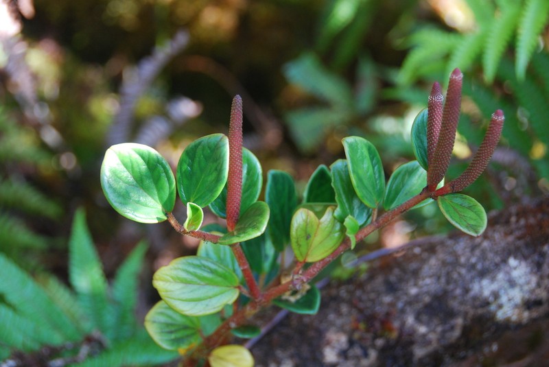 Graceful Peperomia photo 4