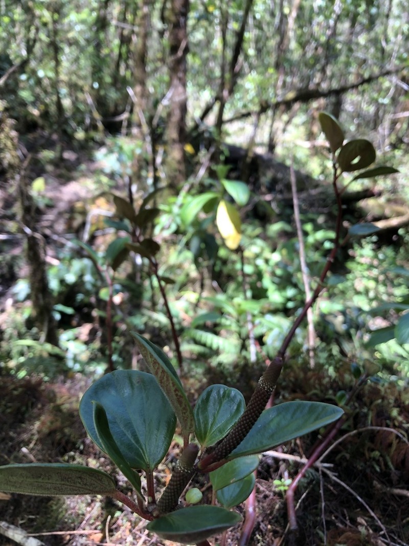 Graceful Peperomia photo 5