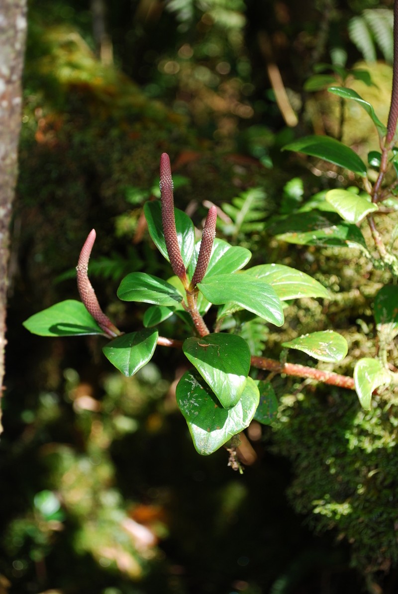 Graceful Peperomia photo 6