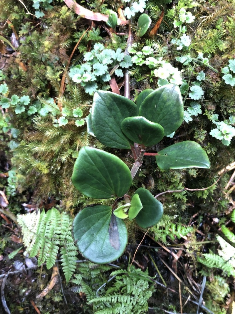 Graceful Peperomia photo 7
