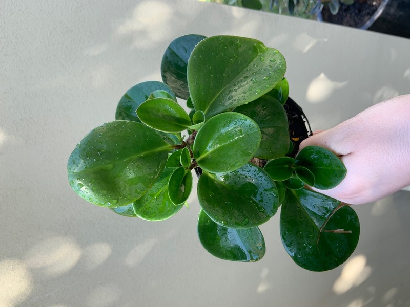 Baby Rubberplant photo 2