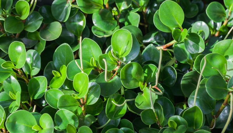 Baby Rubberplant photo 3