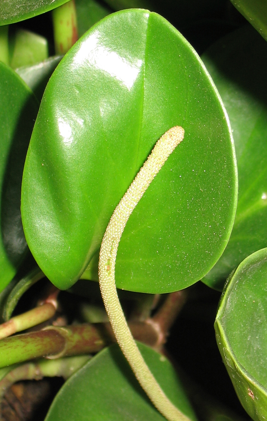 Baby Rubberplant photo 4