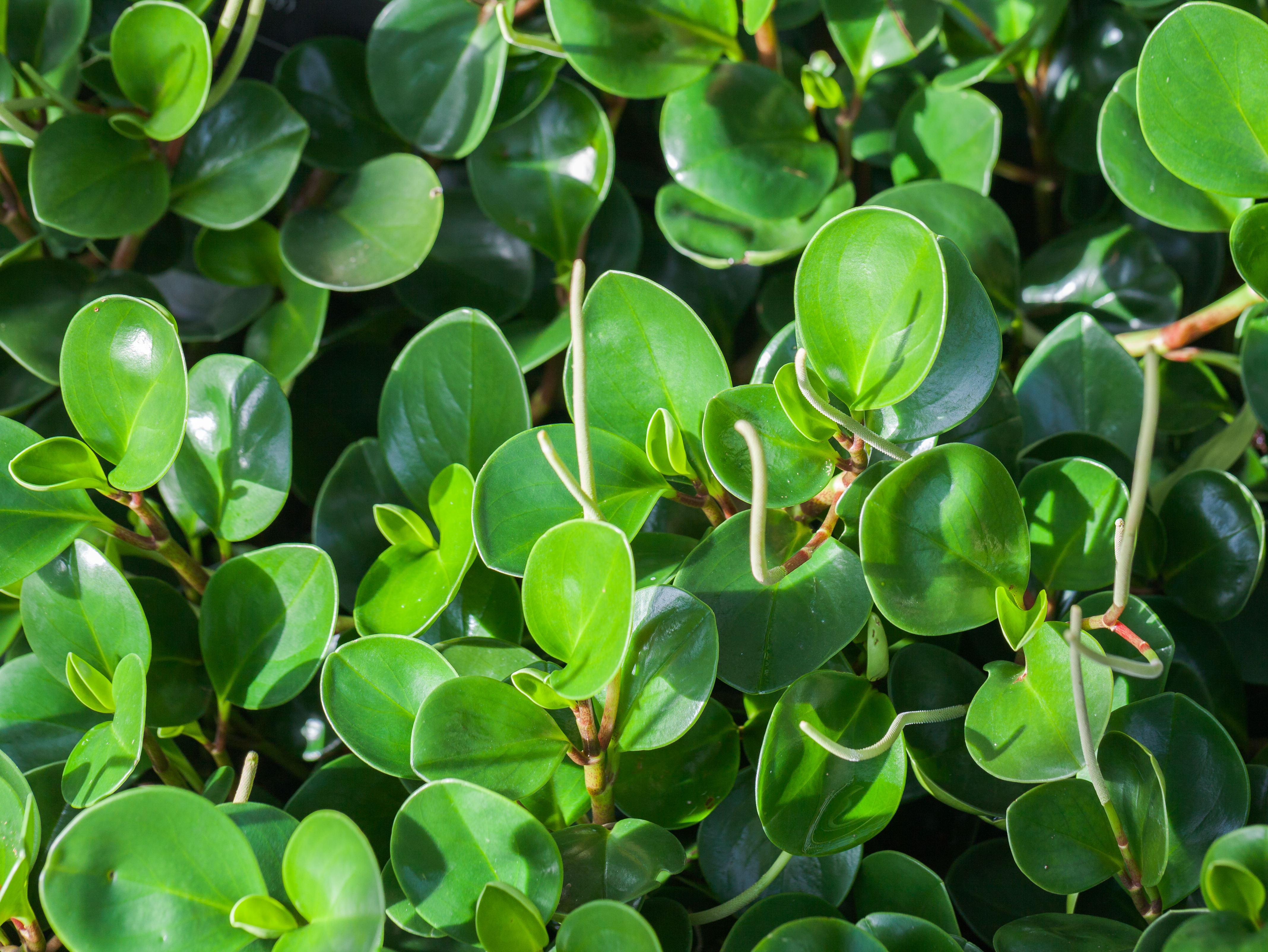 Baby Rubberplant photo 5