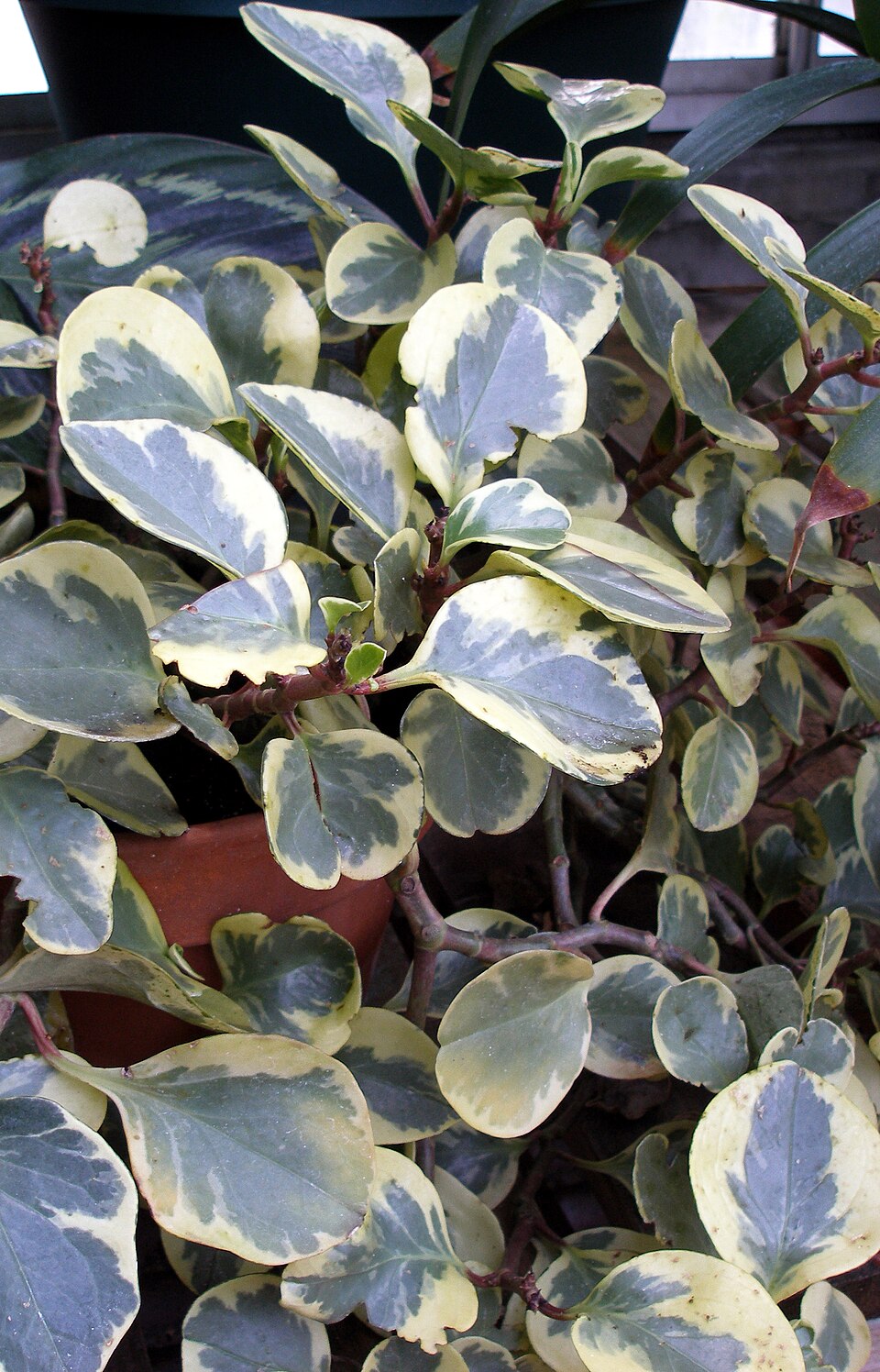 Baby Rubberplant photo 6