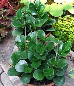 Baby Rubberplant