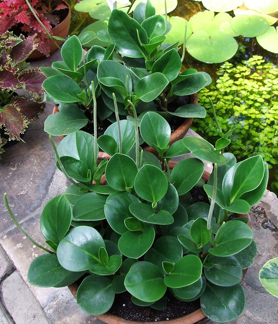 Baby Rubberplant
