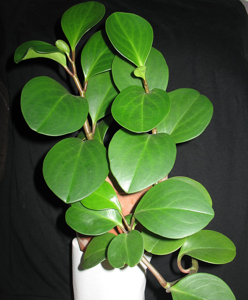 Baby Rubberplant photo 7