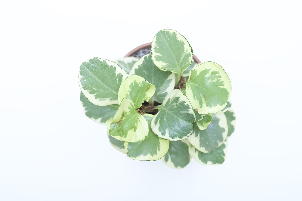 Baby Rubberplant photo 8
