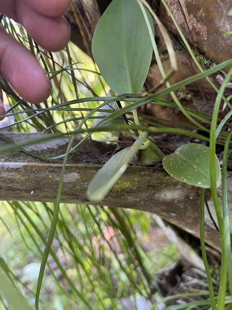 Baby Rubberplant photo 7