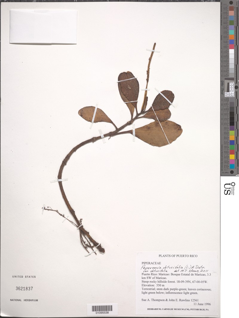 Peperomia obtusifolia var. obtusifolia