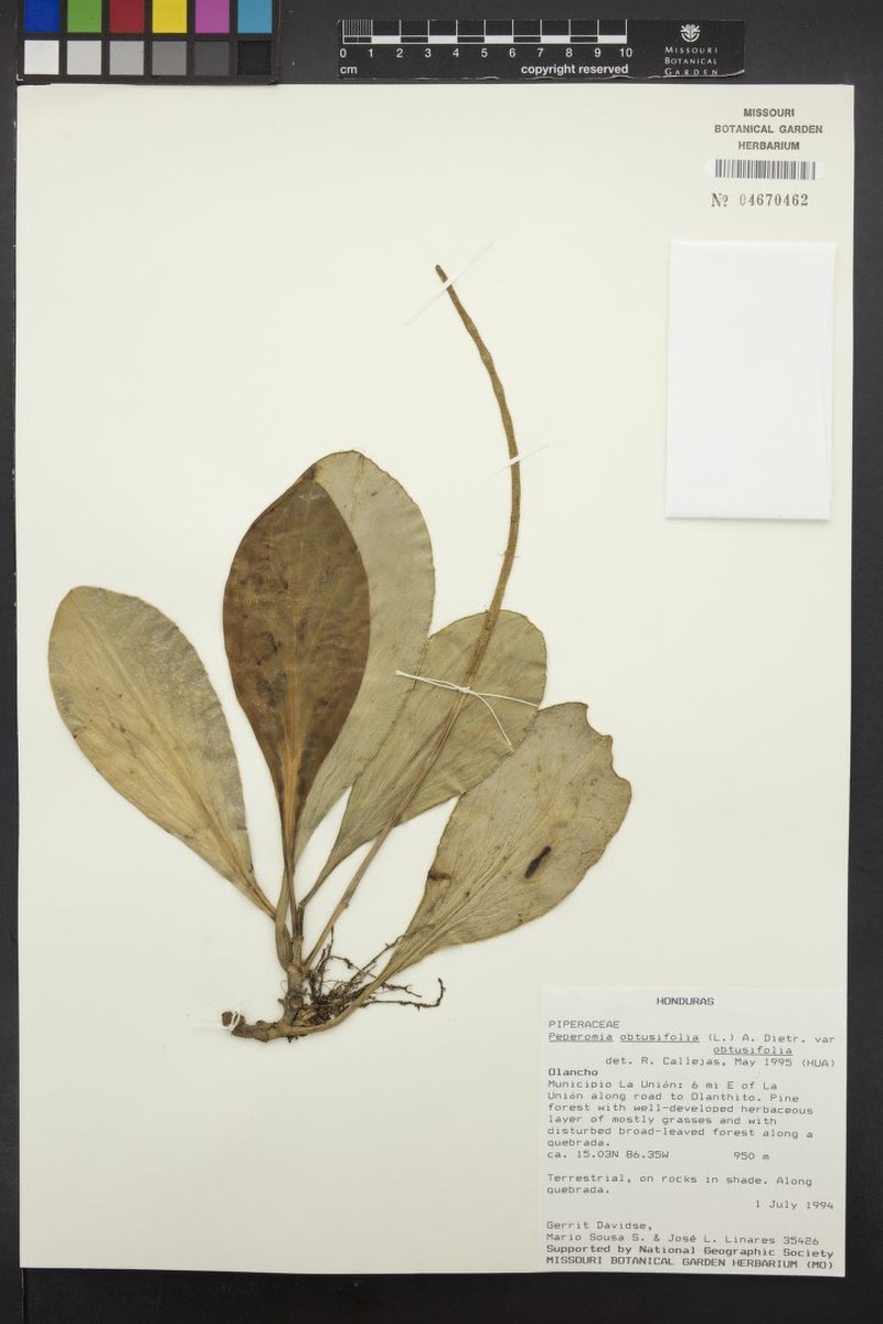 Peperomia obtusifolia var. obtusifolia photo 2