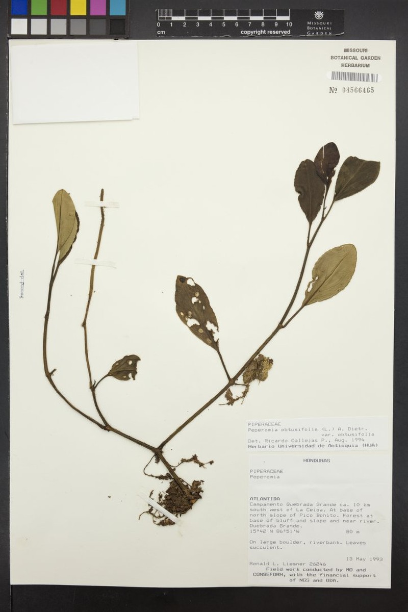 Peperomia obtusifolia var. obtusifolia photo 3
