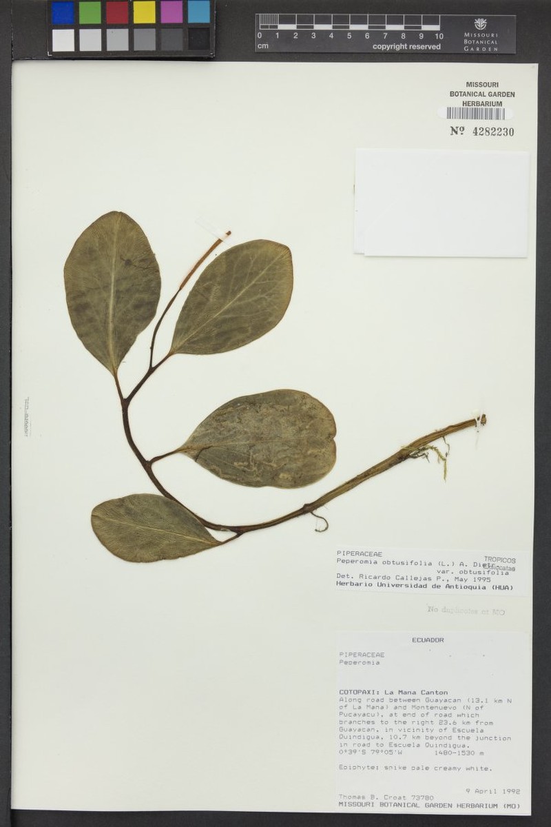 Peperomia obtusifolia var. obtusifolia photo 4