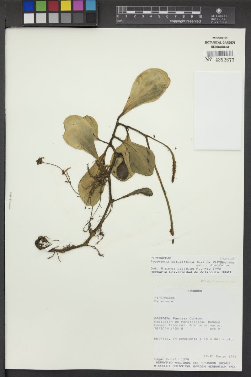 Peperomia obtusifolia var. obtusifolia photo 5